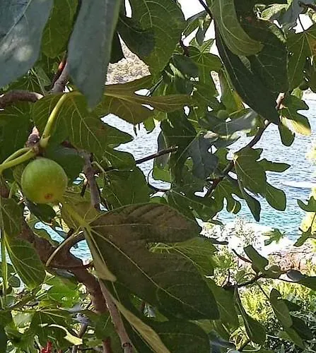 Διαμέρισμα Goja *